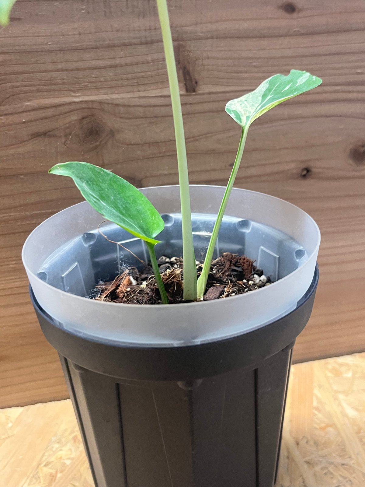 モンステラ デリシオーサ 'バルバソー' | GREEN LUCK