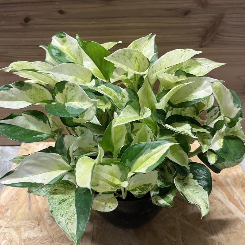 ポトス グローバル | GREEN LUCK