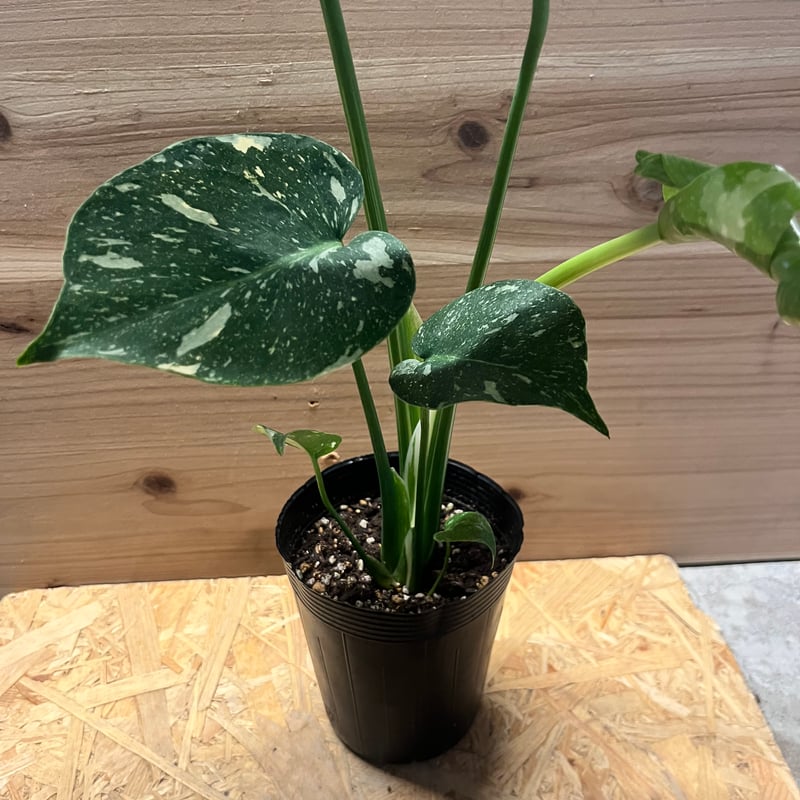 モンステラ デリシオーサ タイコンステレーション | GREEN LUCK