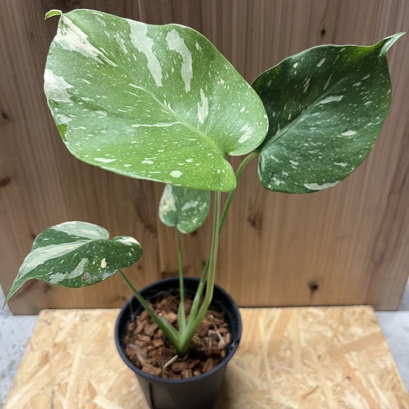 斑入りモンステラ イエローモンスター 7 | GREEN LUCK