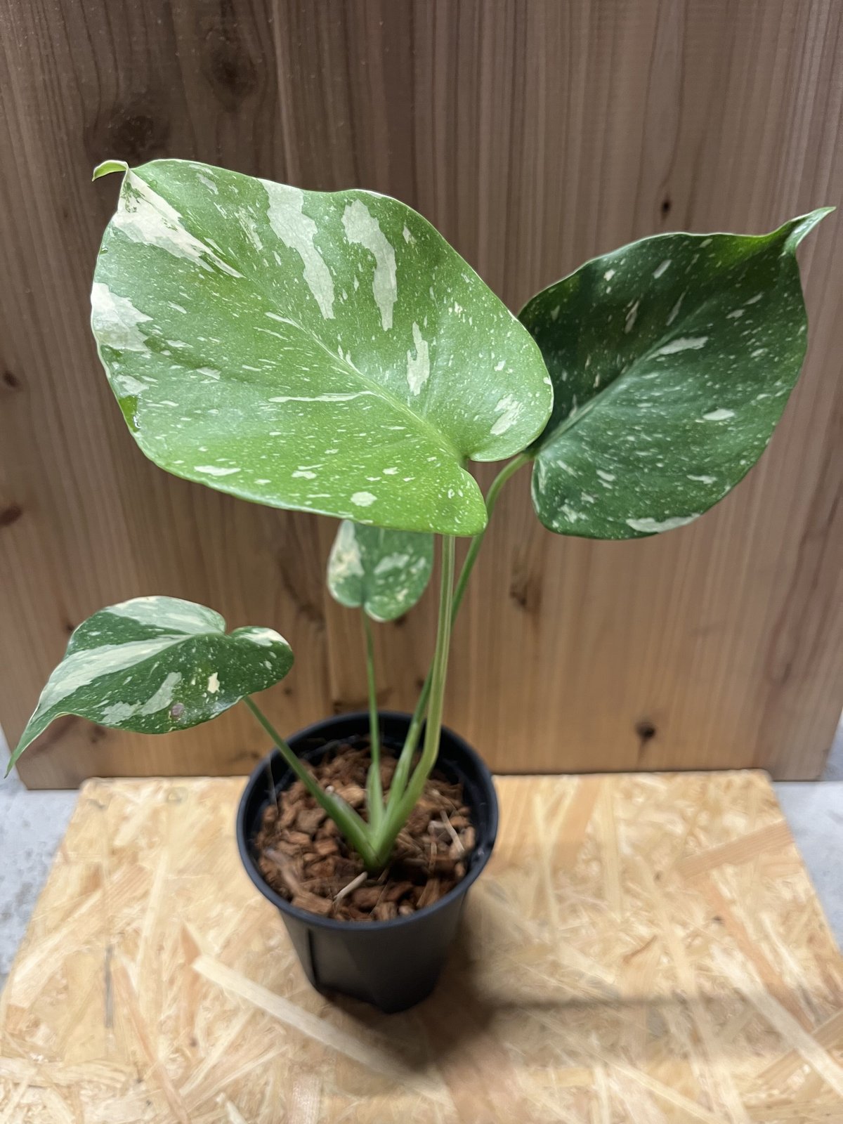 斑入りモステラ・イエローモンスタ・タイコンステレーション 5号 129