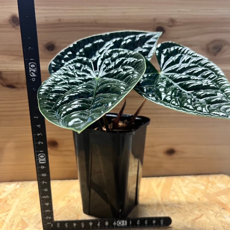 アンスリウム ルクスリアンス 'ブラック' | GREEN LUCK