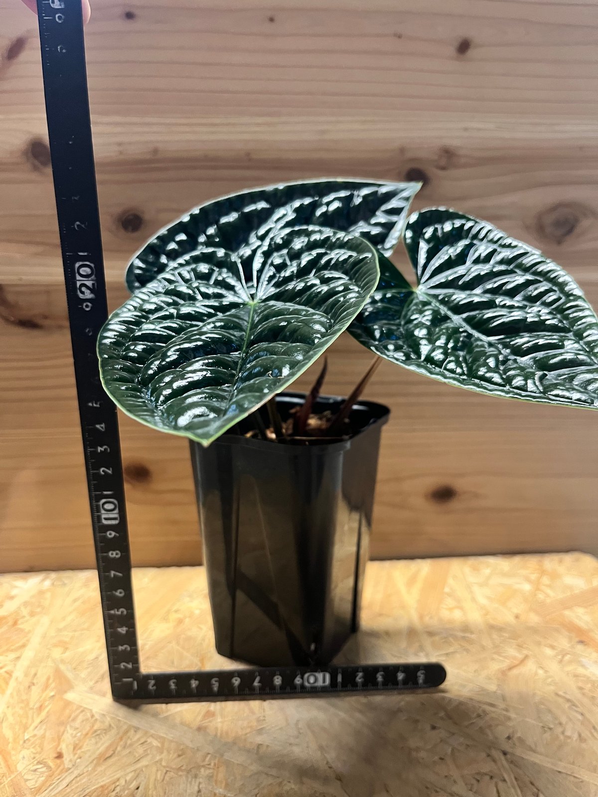 アンスリウム ルクスリアンス 'ブラック' | GREEN LUCK