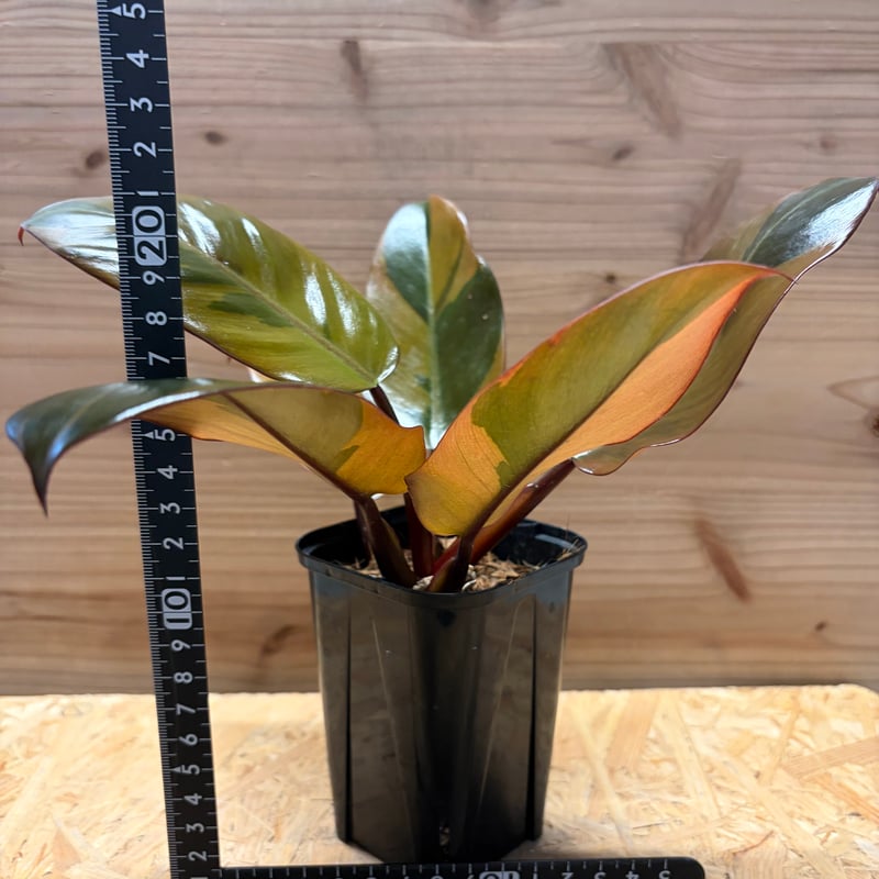 フィロデンドロン 'ブラックカーディナル' 斑入り | GREEN LUCK