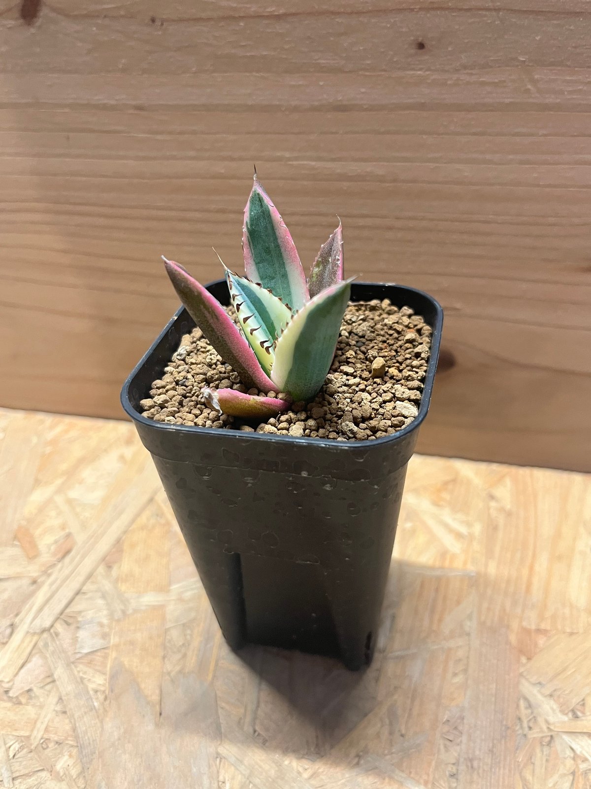 アガベ チタノタ スナグルトゥース | GREEN LUCK