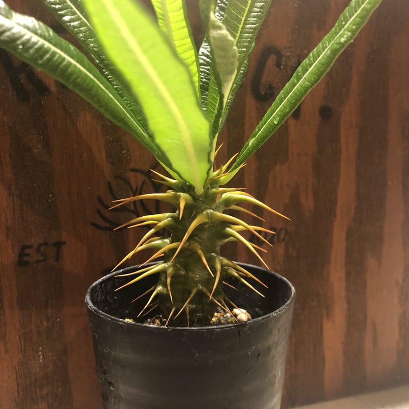 パキポディウム　アンボンゲンセ　実生　ミネファーム パキポディウム アンボンゲンセ 実生 大株 引取り限定