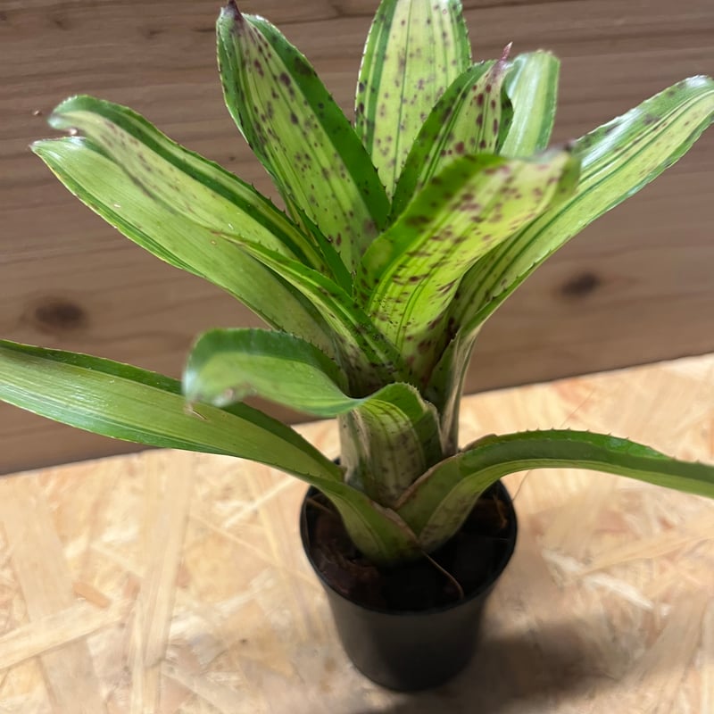 ネオレゲリア　バイーアナ　会長株 ネオレゲリア バイーアナ 会長株