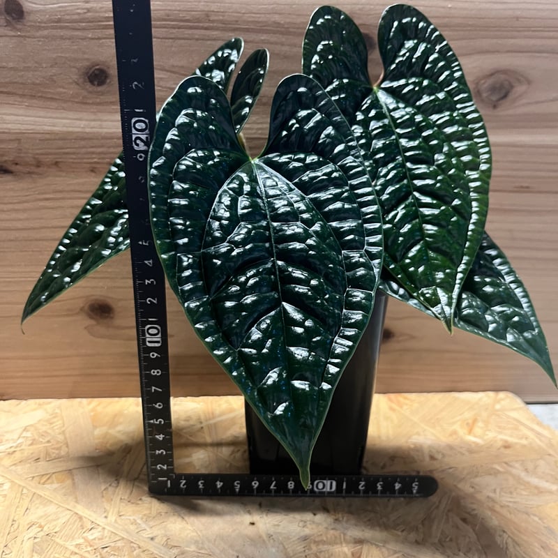 アンスリウム ルクスリアンス 'ブラック' | GREEN LUCK