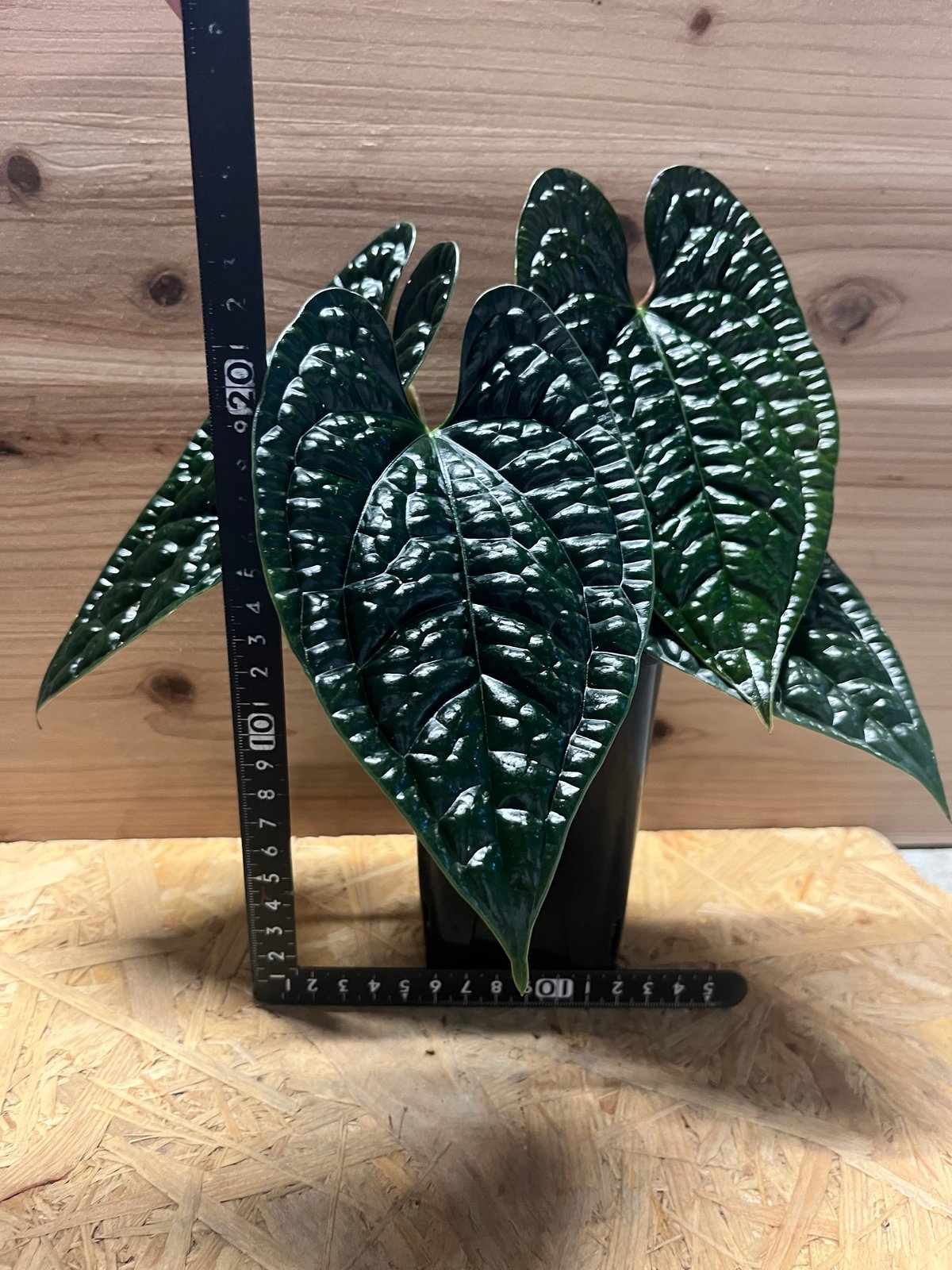 アンスリウム ルクスリアンス 'ブラック' | GREEN LUCK