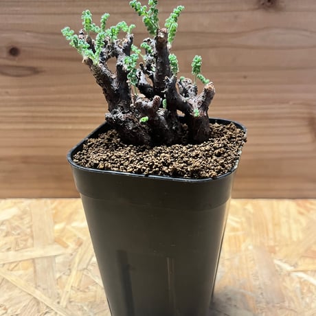 アルテルナンス | STORES