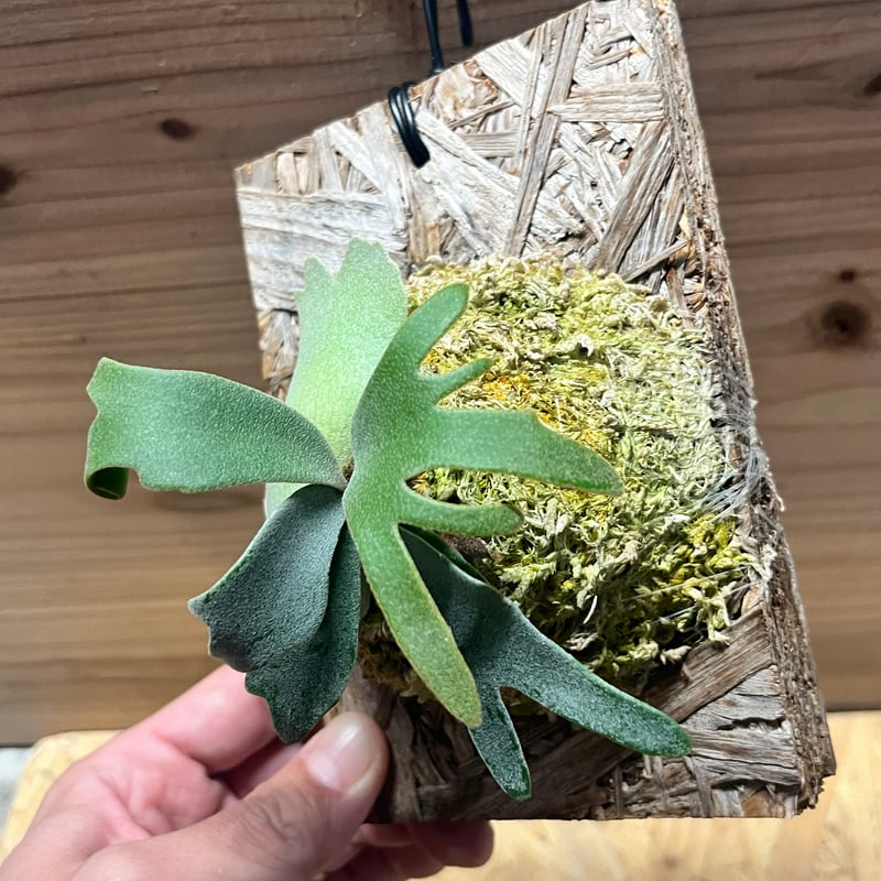 ビカクシダ ウィリンキー 'イエロームーンドワーフ スポア' | GREEN LUCK