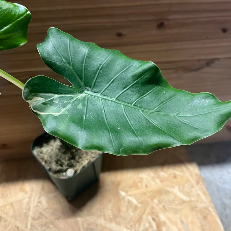 斑入りクワズイモ アロカシア オドラ オキナワシルバー | GREEN LUCK
