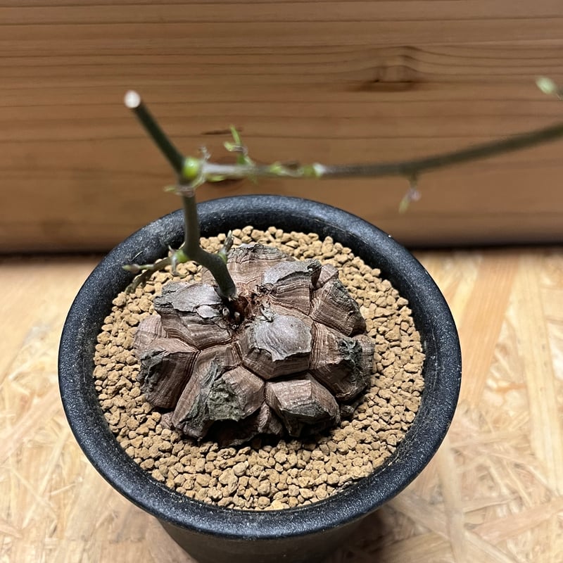 ディオスコレア エレファンティペス 亀甲竜 | GREEN LUCK