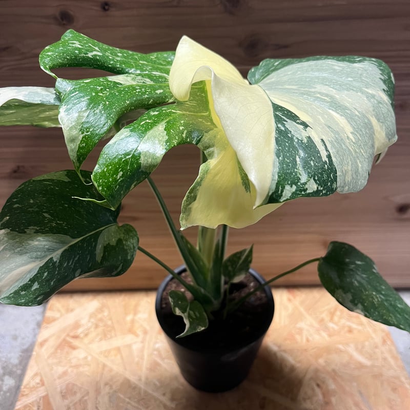 斑入りモンステラ タイコンステレーション 極斑タイプ | GREEN LUCK
