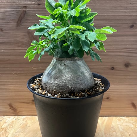 アデニア　アクレアータ　検索→ ファシクラータ プルプシー アンボンゲンセ アデニア アクレアータ 検索→ ファシクラータ プルプシー