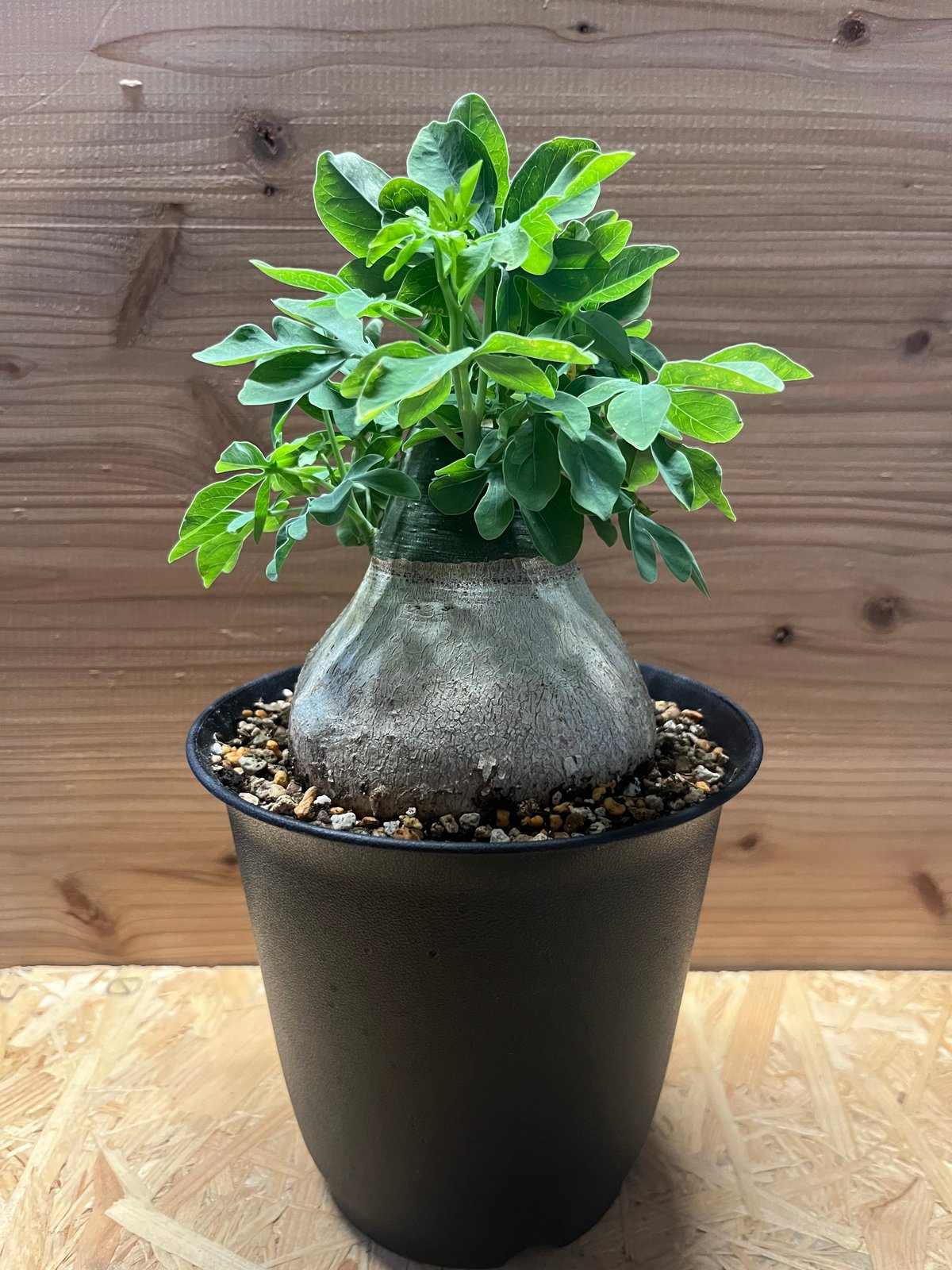 超大株アデニア　グラウカ　発根済み　鉢ごと発送 超大株アデニアグラウカ発根済み鉢ごと発送