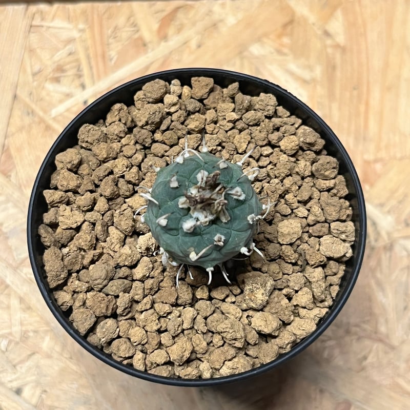 牙城丸　ツルビニカルプス　サボテン　昇竜丸黒王丸 牙城丸 ツルビニカルプス サボテン 昇竜丸黒王丸