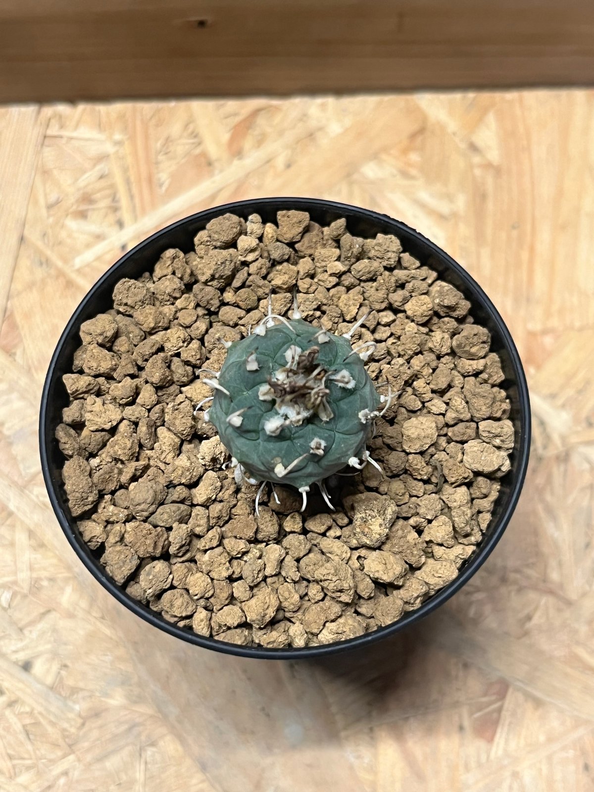 牙城丸　ツルビニカルプス　サボテン　昇竜丸黒王丸 fit=scale-down,w=1200