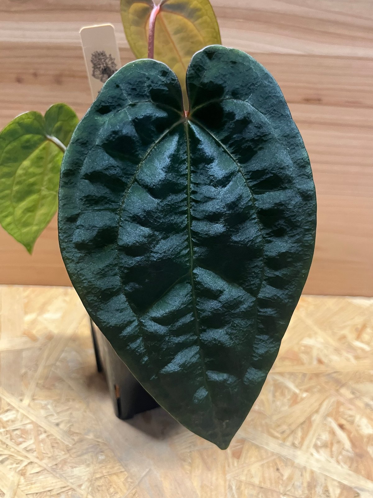 fit=scale-down,w=1200