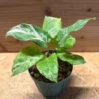 モンステラ デリシオーサ 'ユニアエ' | GREEN LUCK