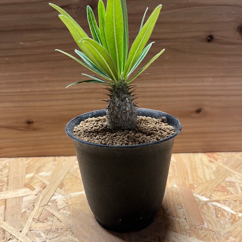 パキポディウム グラキリス | GREEN LUCK