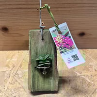 (期間限定)Billbergia 'Mad Max' ビルベルギア マッドマックス | GREEN LUCK