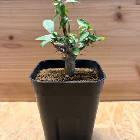 フォークイエリアファシクラータ | STORES