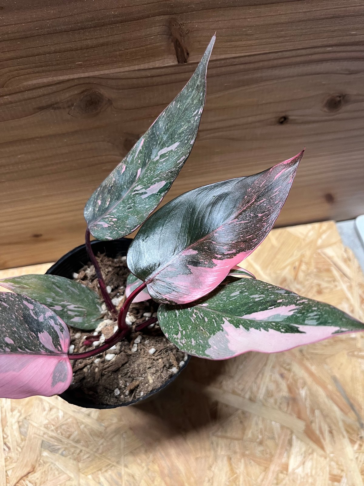 フィロデンドロン ピンクプリンセス ギャラクシー | GREEN LUCK