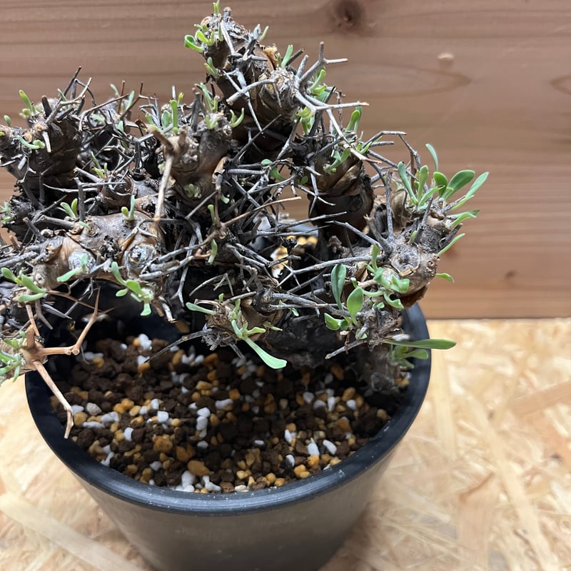 オトンナ ユーフォルビオイデス | GREEN LUCK