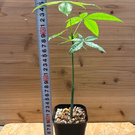 パキラ　グラブラ　斑入り
