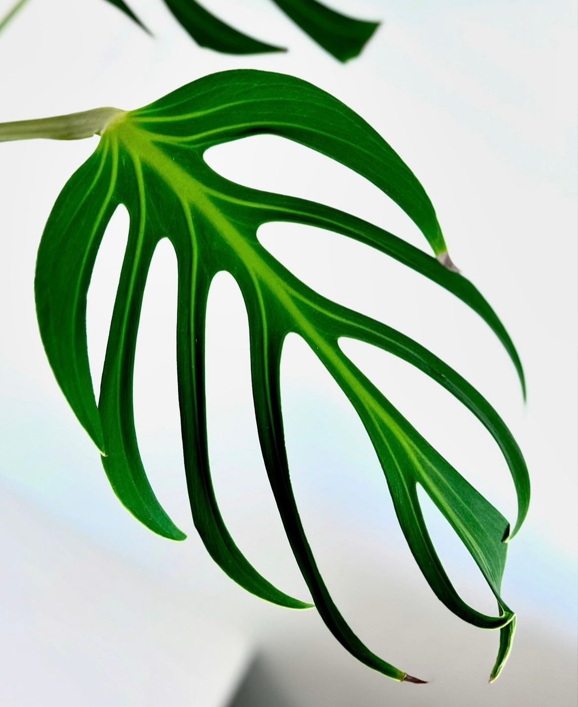 モンステラ バールマルクスフレーム | GREEN LUCK