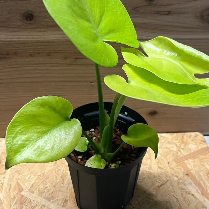 モンステラ デリシオーサ ゴールドリーフ | GREEN LUCK