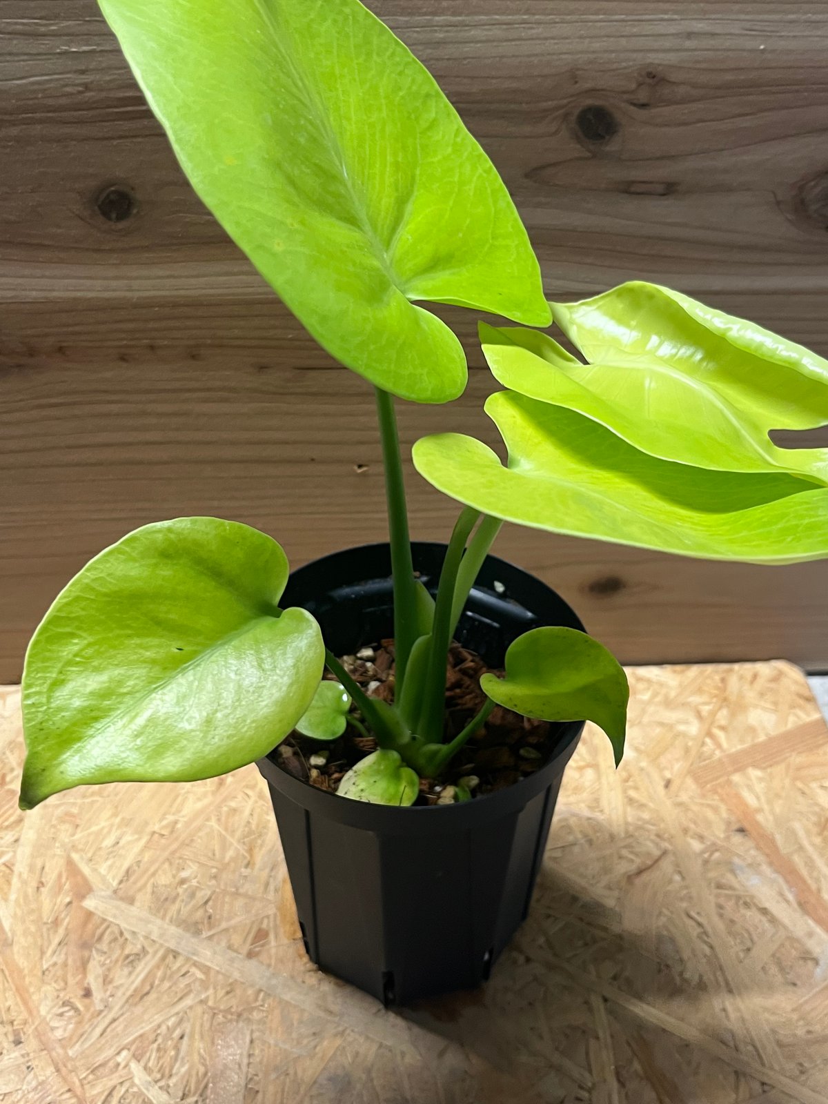 モンステラ デリシオーサ ゴールドリーフ | GREEN LUCK