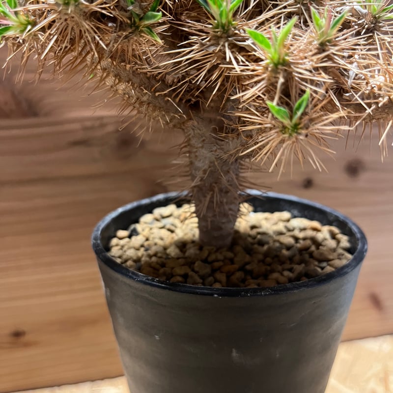 ユーフォルビア ギラウミニアナ 実生 ユーフォルビア ギラウミニアナ実生1 | STELLA.PLANTS