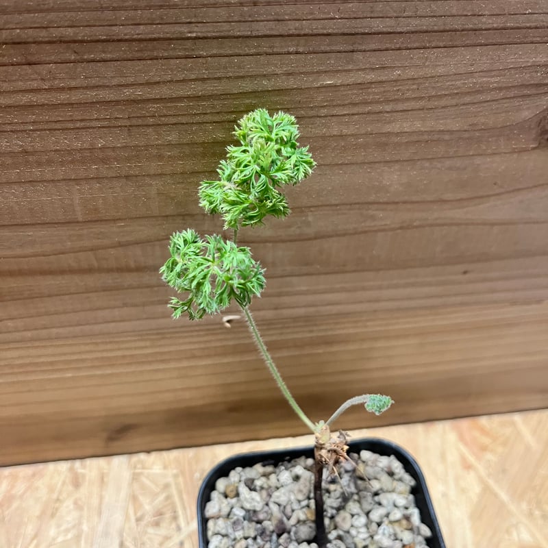 ペラルゴニウム トリステ | GREEN LUCK