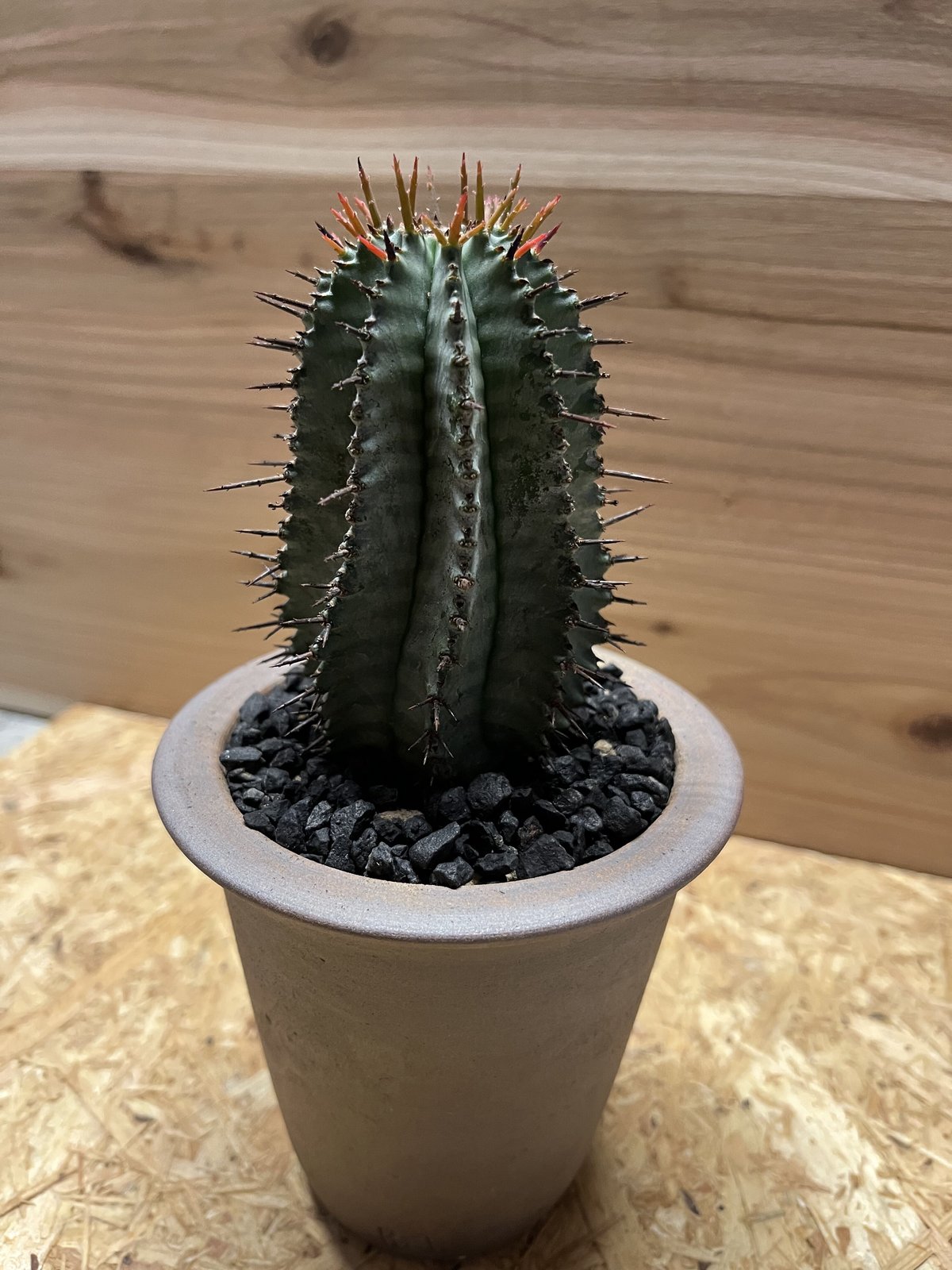 ユーフォルビア ホリダ（美くびれ） 【公式通販】