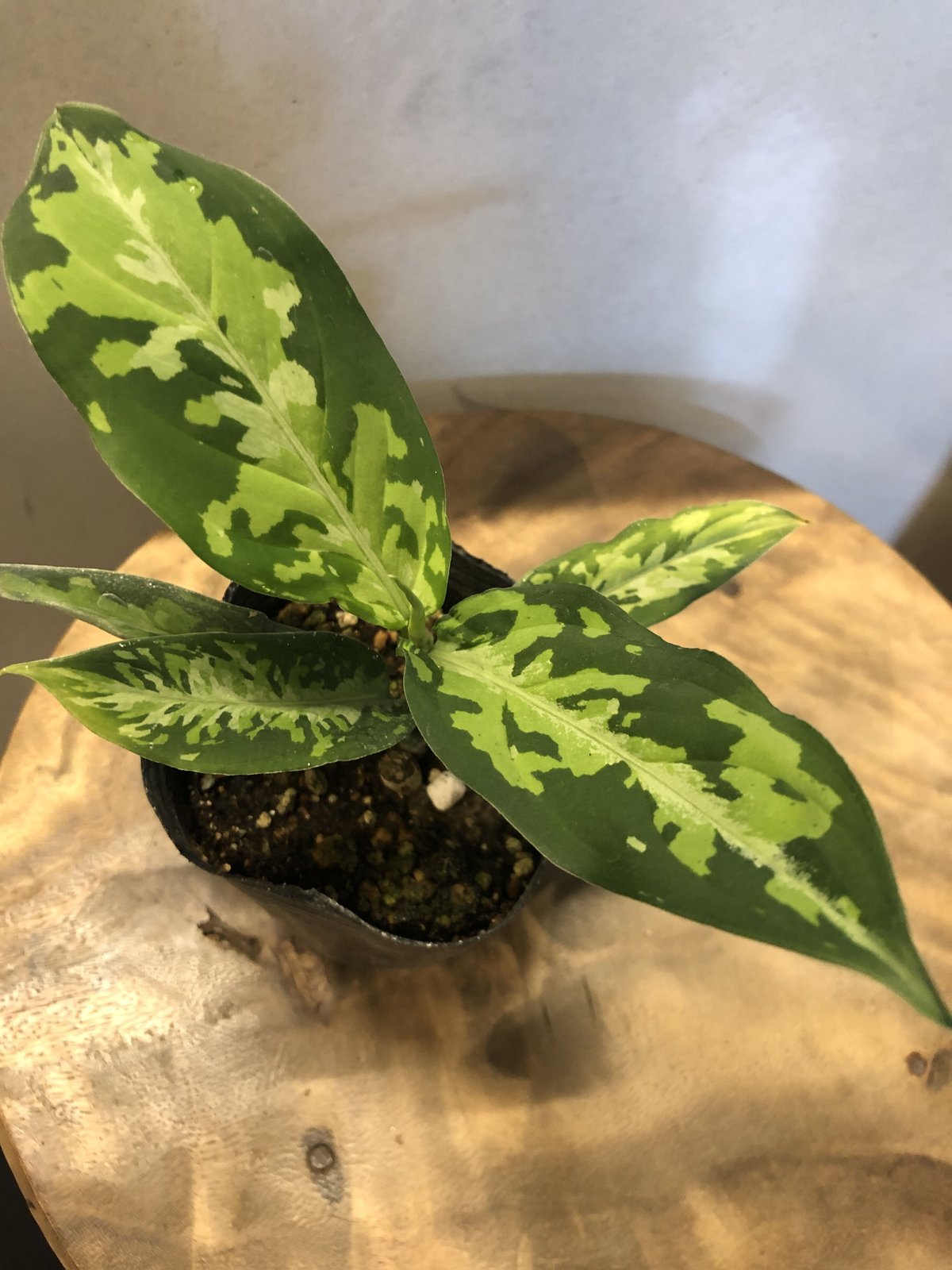 アグラオネマ ピクタム エウレカタイプ | GREEN LUCK アグラオネマ ピクタム エウレカタイプ | GREEN LUCK