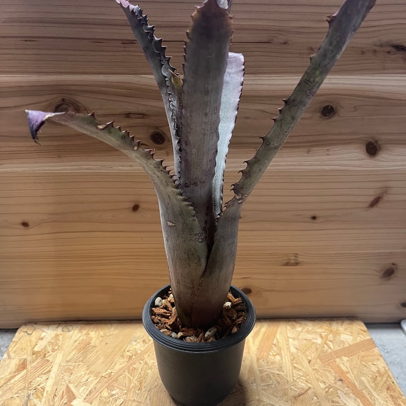 ブロメリア・エアープランツ Hohenbergia Sp. Brazil 楽天市場】(現品) ホヘンベルギア sp.ブラジル (No.62061) (観葉植物