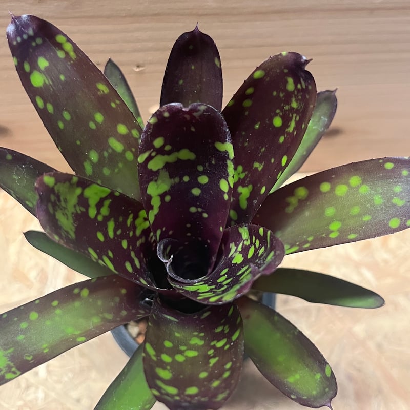 ぴ*す様 ネオレゲリア　ノスフェラトゥ　子株 ネオレゲリア ノスフェラトゥ | GREEN LUCK