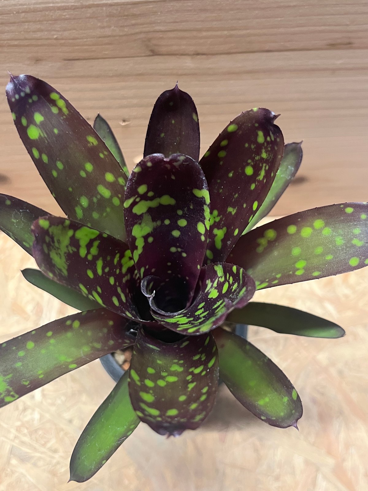 ネオレゲリア　ノスフェラトゥ Neoregelia Nosferatu ネオレゲリア ノスフェラトゥ Neoregelia