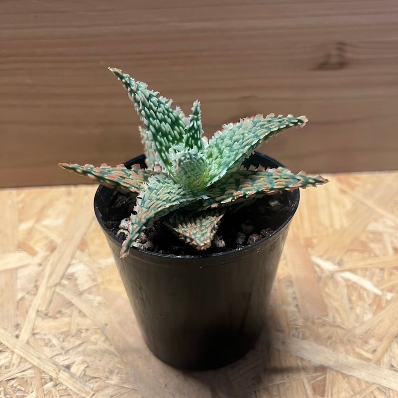 アロエ テンプラ | GREEN LUCK