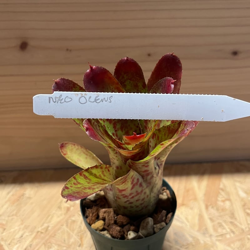 ネオレゲリア オレンス リサ、タグ付き