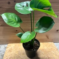 ラフィドフォラ テトラスペルマ ホワイトモンスター | GREEN LUCK