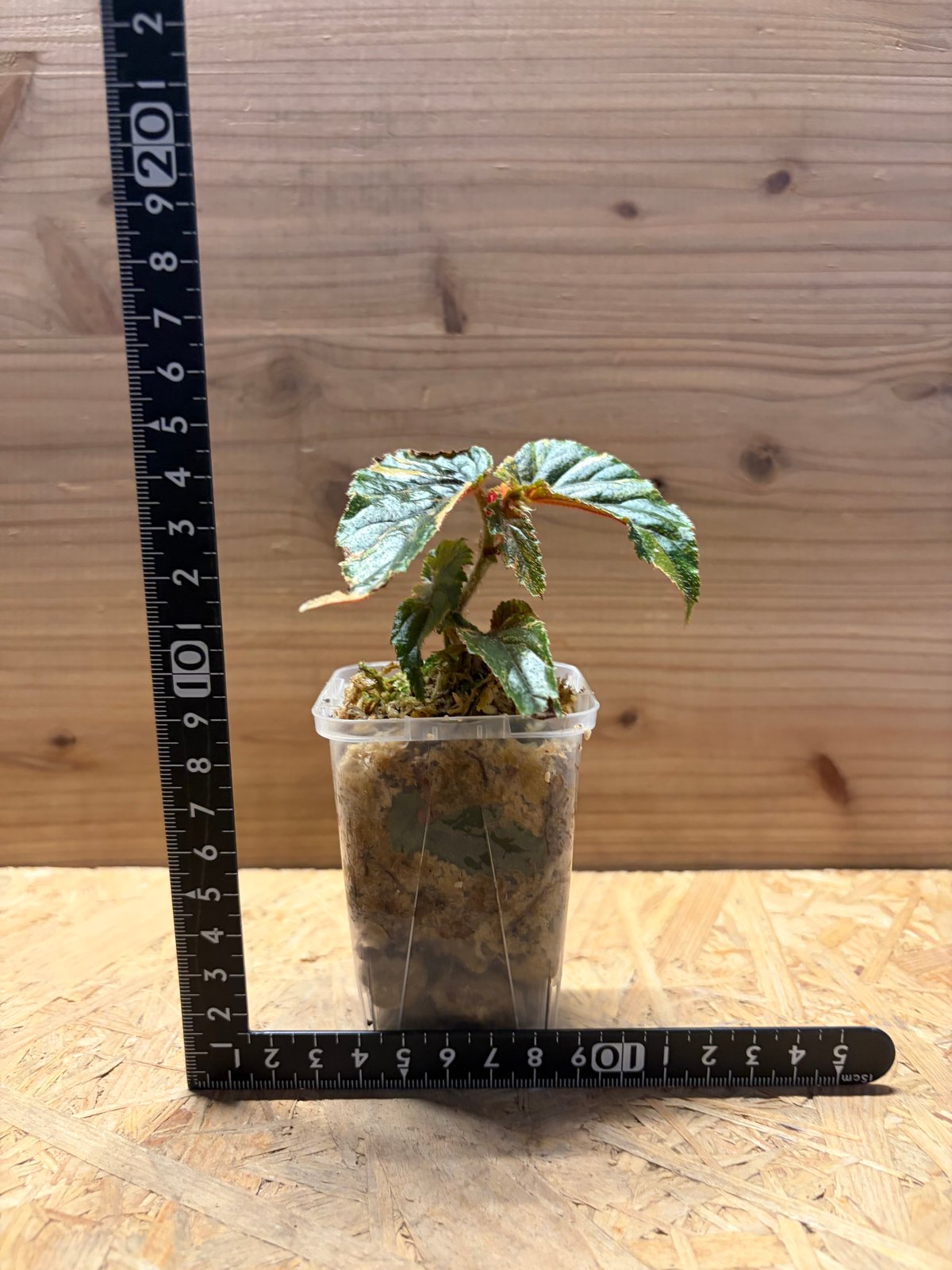 観葉植物 【鉢ごと発送】ベゴニア ジニー銀河 (ジニーギャラクシー)