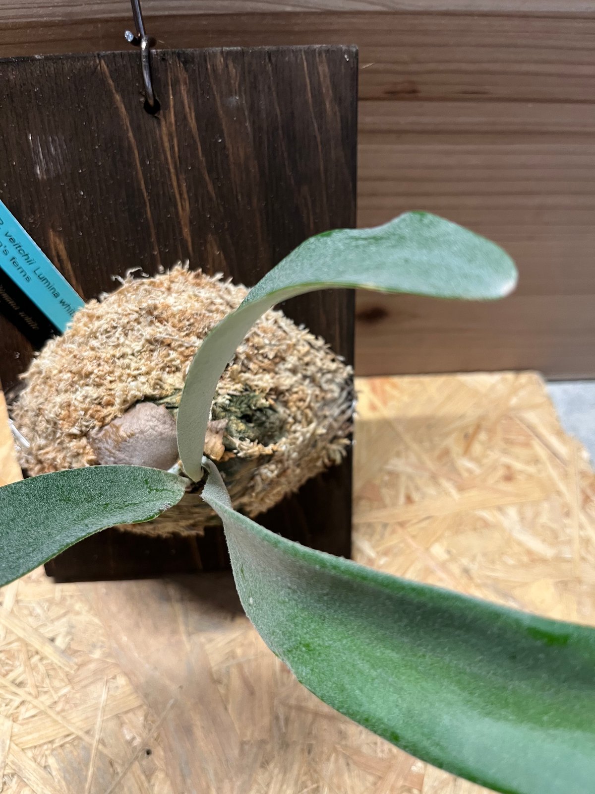 ビカクシダ ベイチー ルミナホワイト | GREEN LUCK