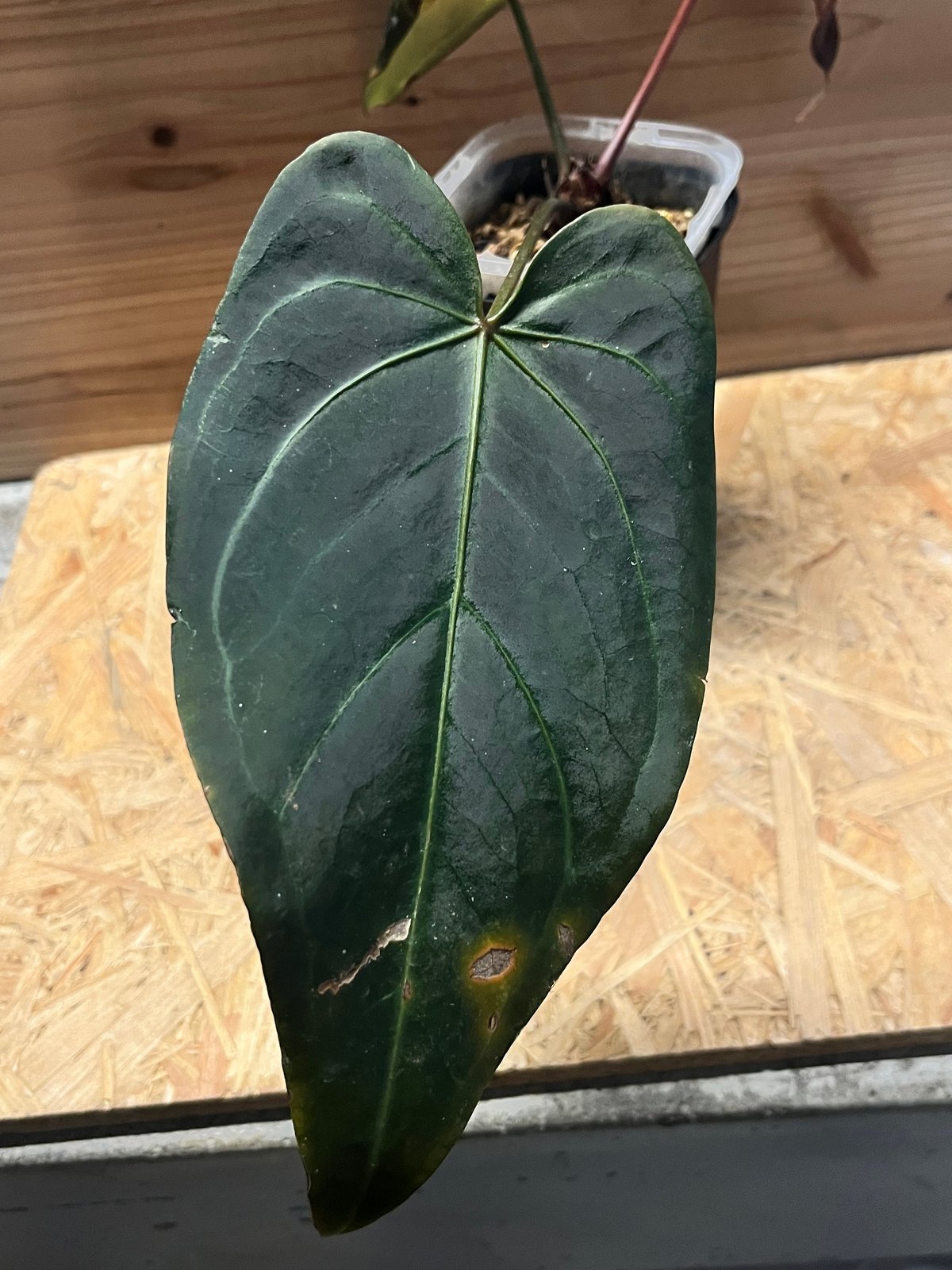 Anthurium Dark & Handsome ダークアンドハンサム Anthurium Dark & Handsome ダークアンドハンサム