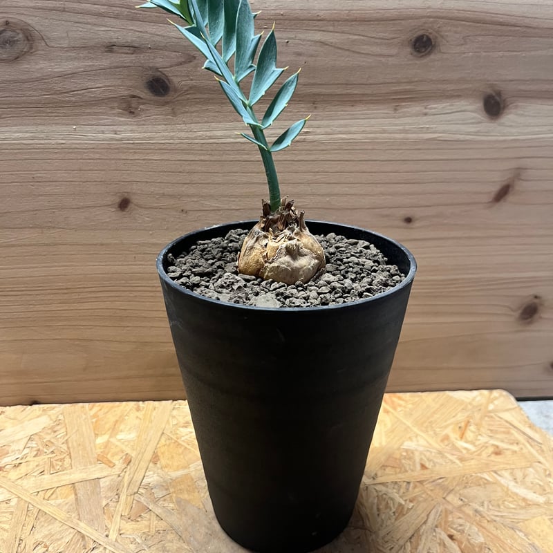 エンセファラルトス ホリダス | GREEN LUCK