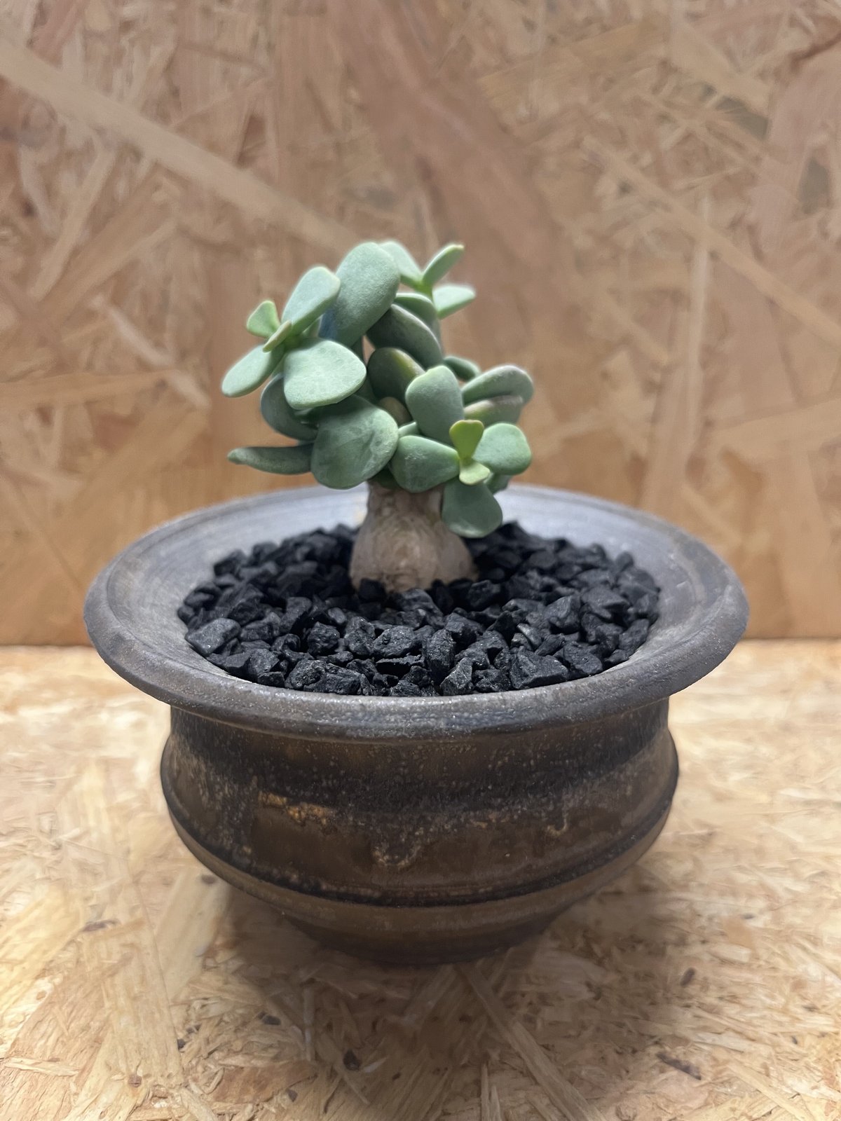 ケラリア ピグマエア 大株 良型 鉢ごと発送 M*i様 ケラリア ピグマエア 大株 良型 鉢ごと発送