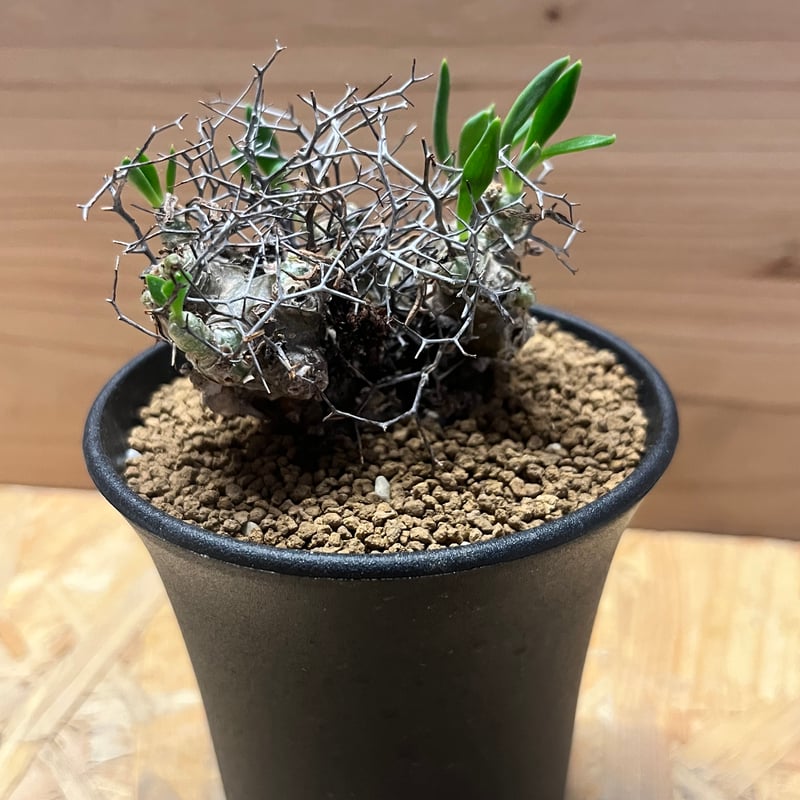 チレコドン レティキュラーツス 万物想 | GREEN LUCK