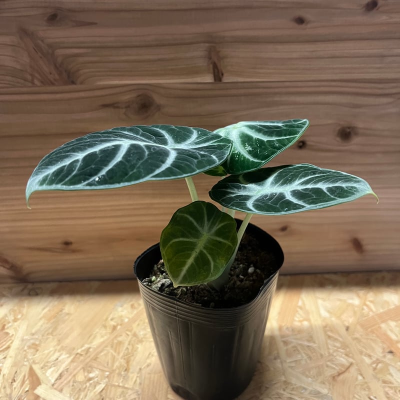 アロカシア ニンジャ | GREEN LUCK